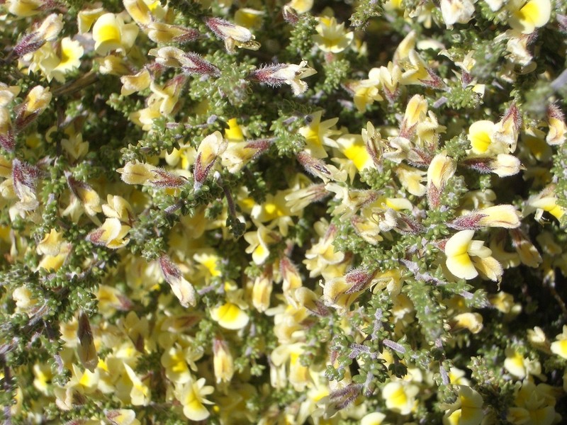 Aspalathus granulata photo 8