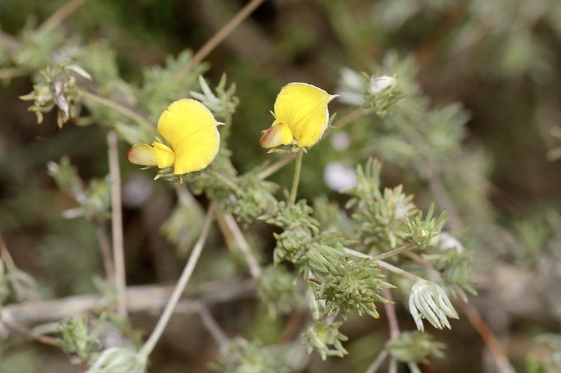 Aspalathus grobleri