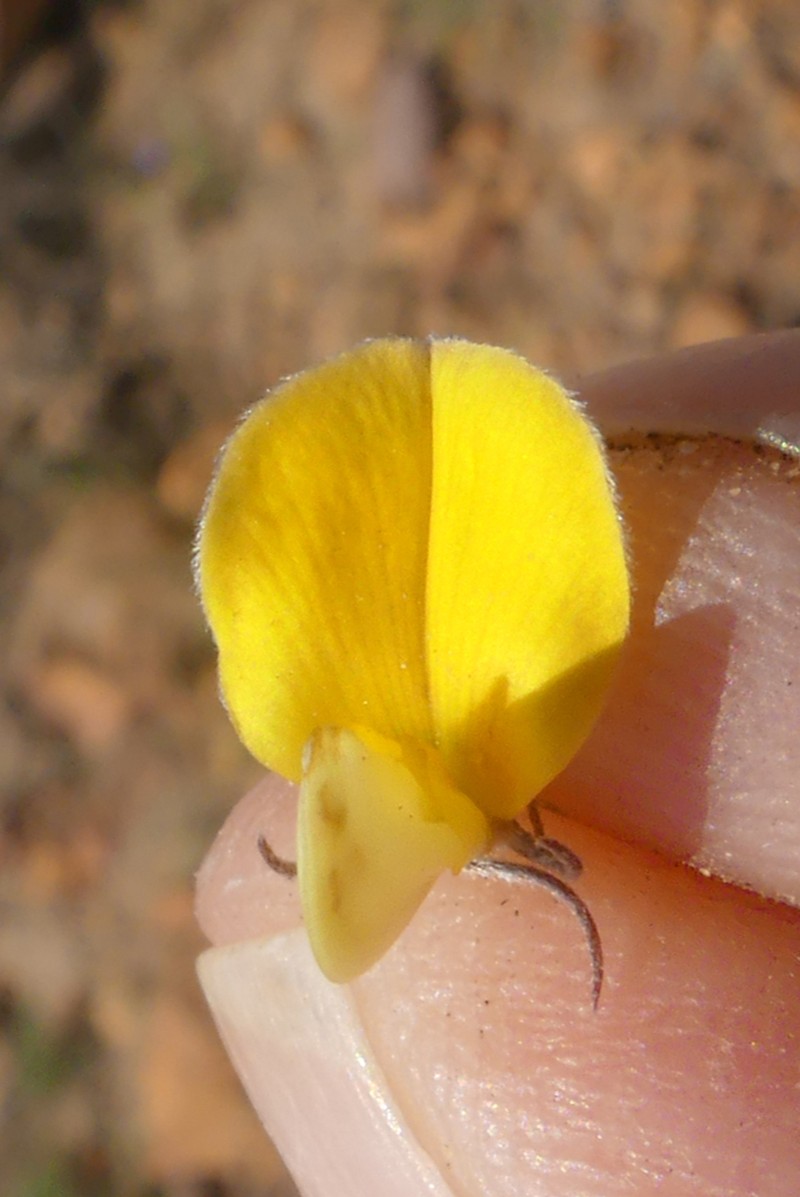 Aspalathus grobleri photo 2