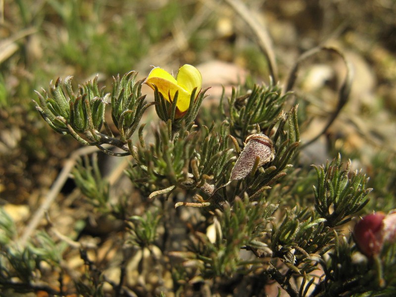 Aspalathus grobleri photo 3
