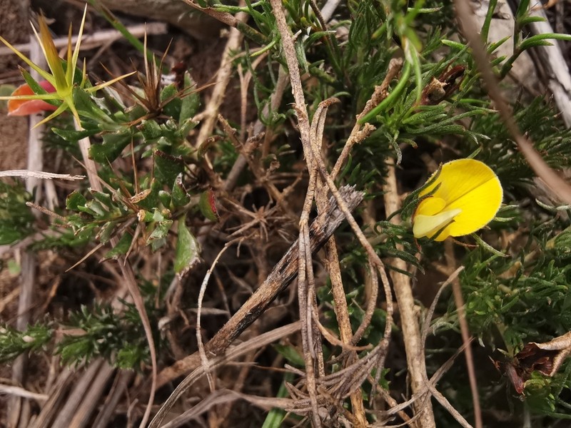 Aspalathus grobleri photo 4