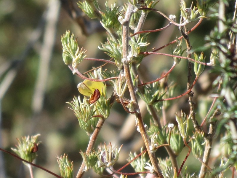 Aspalathus grobleri photo 5