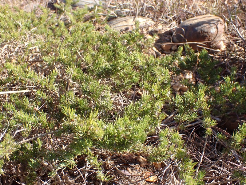 Aspalathus grobleri photo 6