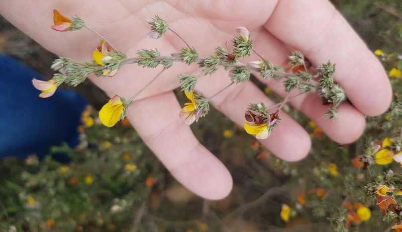 Aspalathus grobleri photo 7