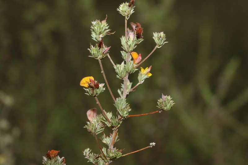 Aspalathus grobleri photo 8
