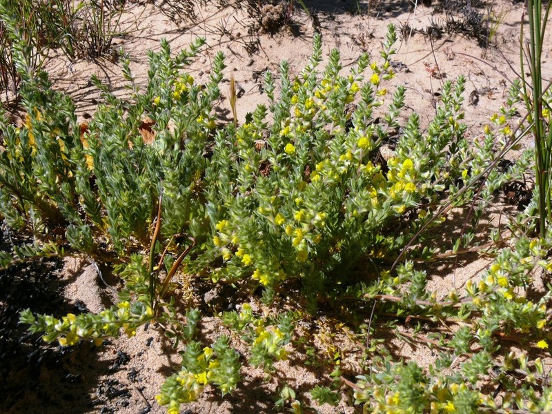 Aspalathus heterophylla