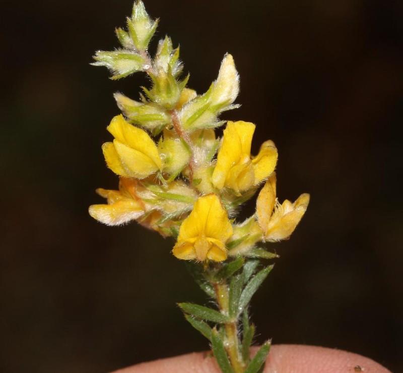 Aspalathus heterophylla photo 2