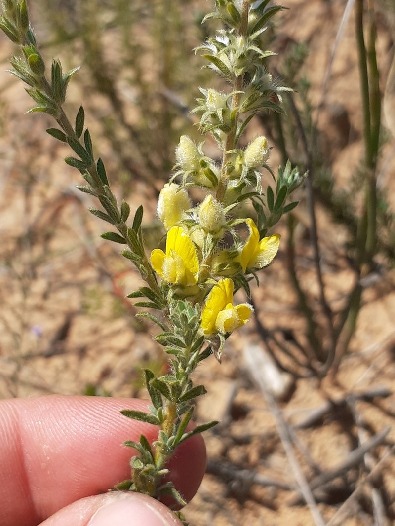 Aspalathus heterophylla photo 3