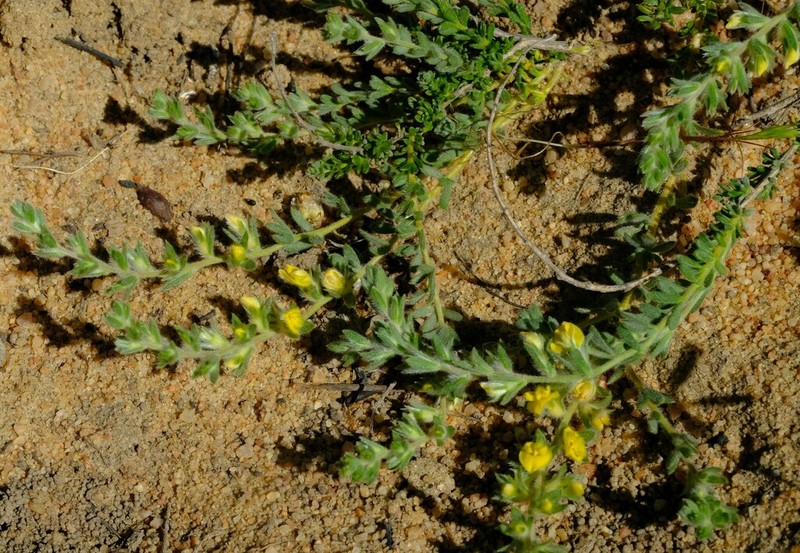 Aspalathus heterophylla photo 4