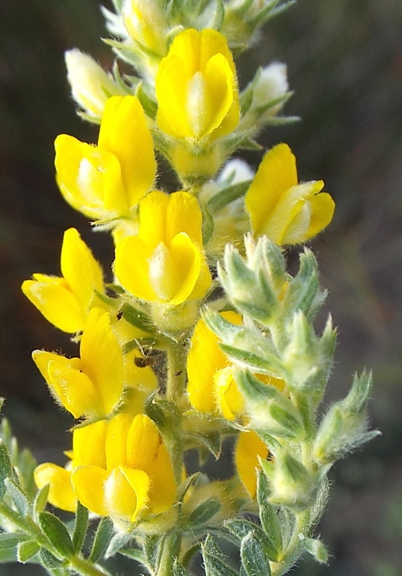 Aspalathus heterophylla photo 5