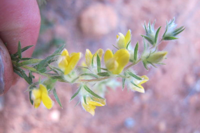 Aspalathus heterophylla photo 6