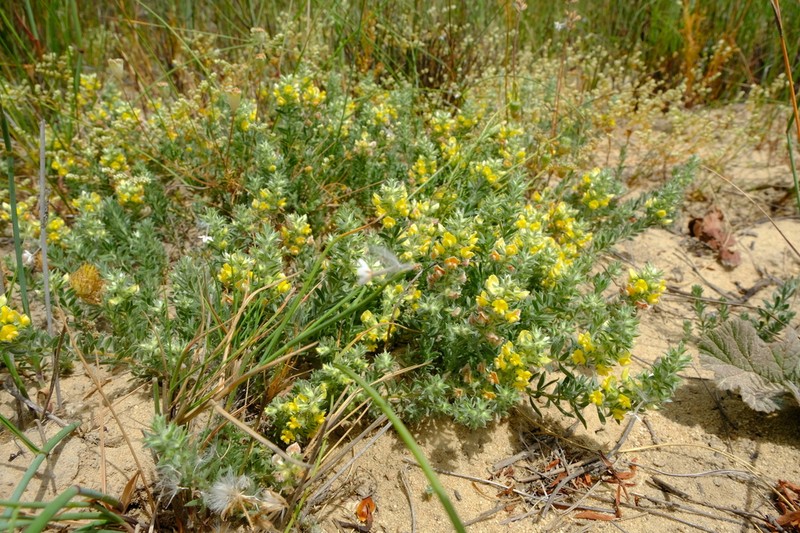 Aspalathus heterophylla photo 7
