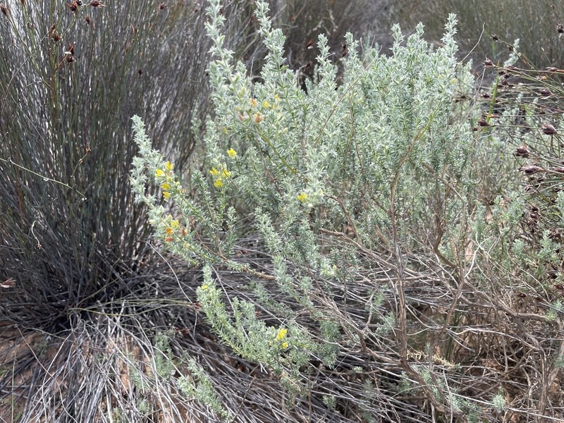 Aspalathus heterophylla photo 8