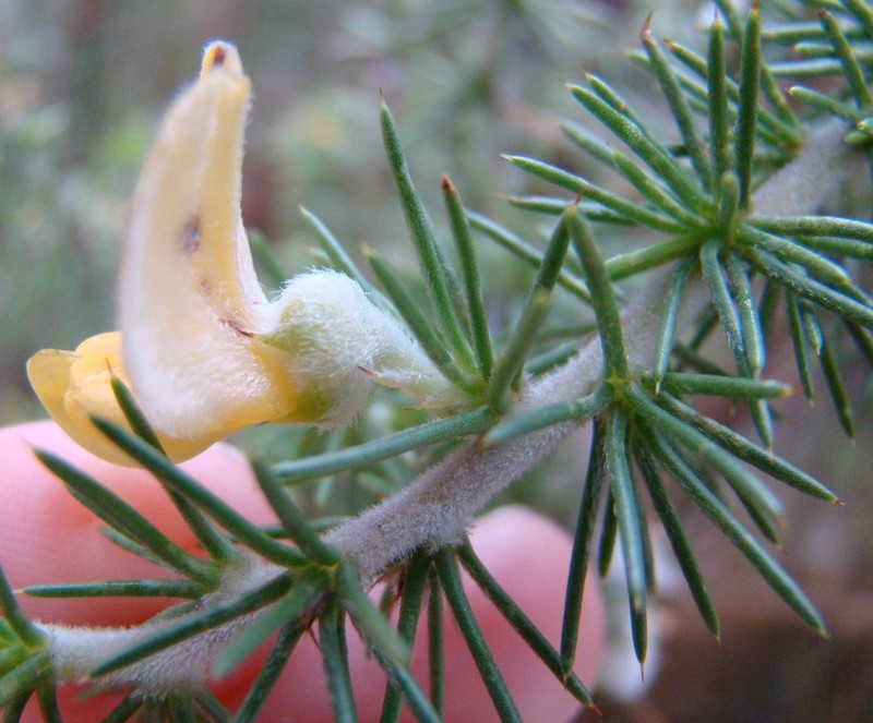 Aspalathus hirta