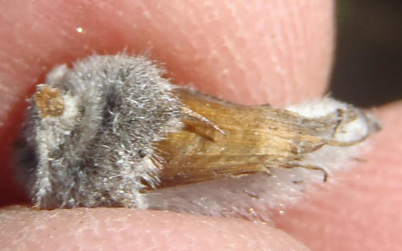 Aspalathus hirta photo 2