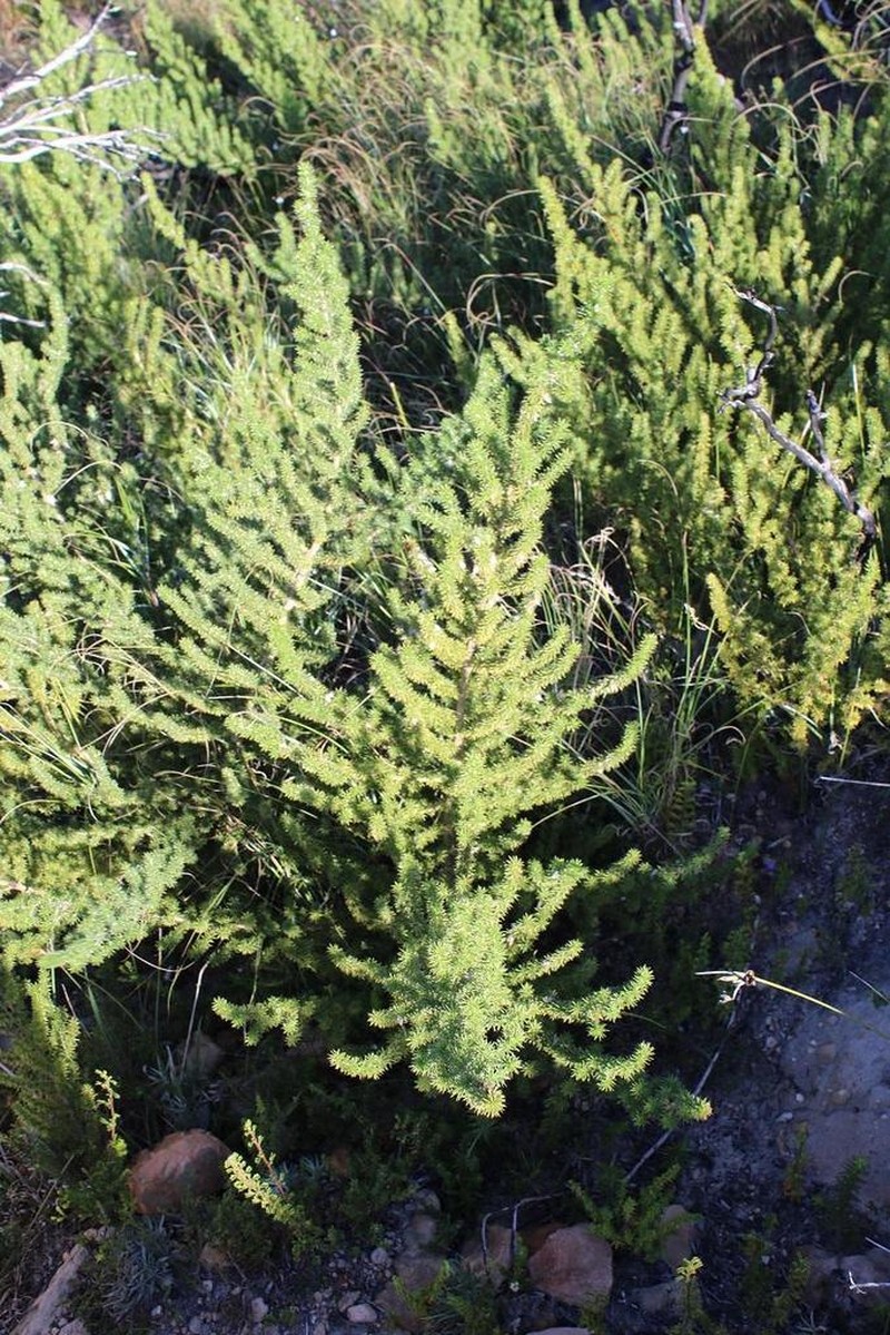 Aspalathus hirta photo 3
