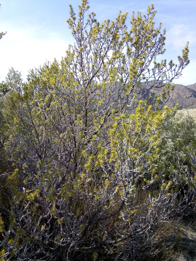 Aspalathus hirta photo 5