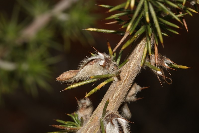 Aspalathus hirta photo 6