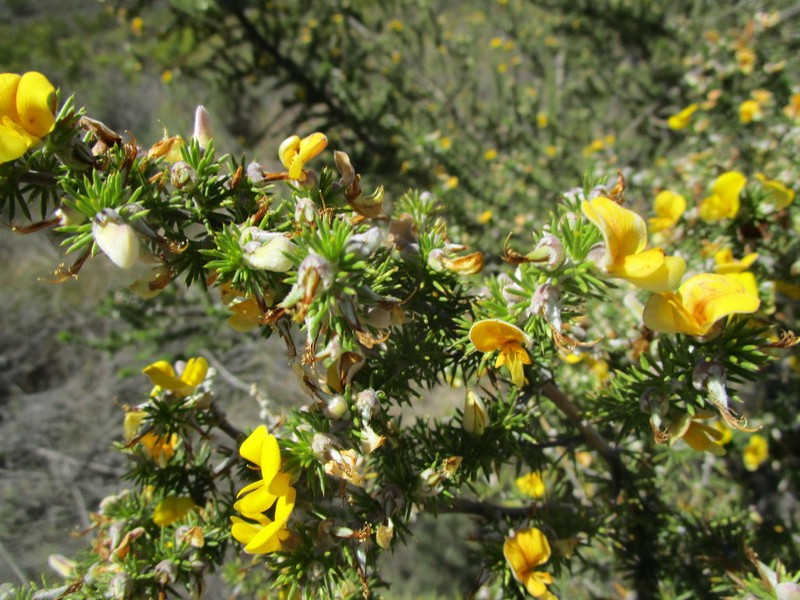 Aspalathus hirta photo 7