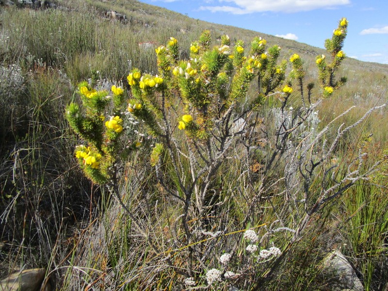 Aspalathus hirta photo 8