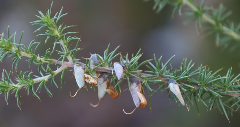 Aspalathus hirta subsp. hirta