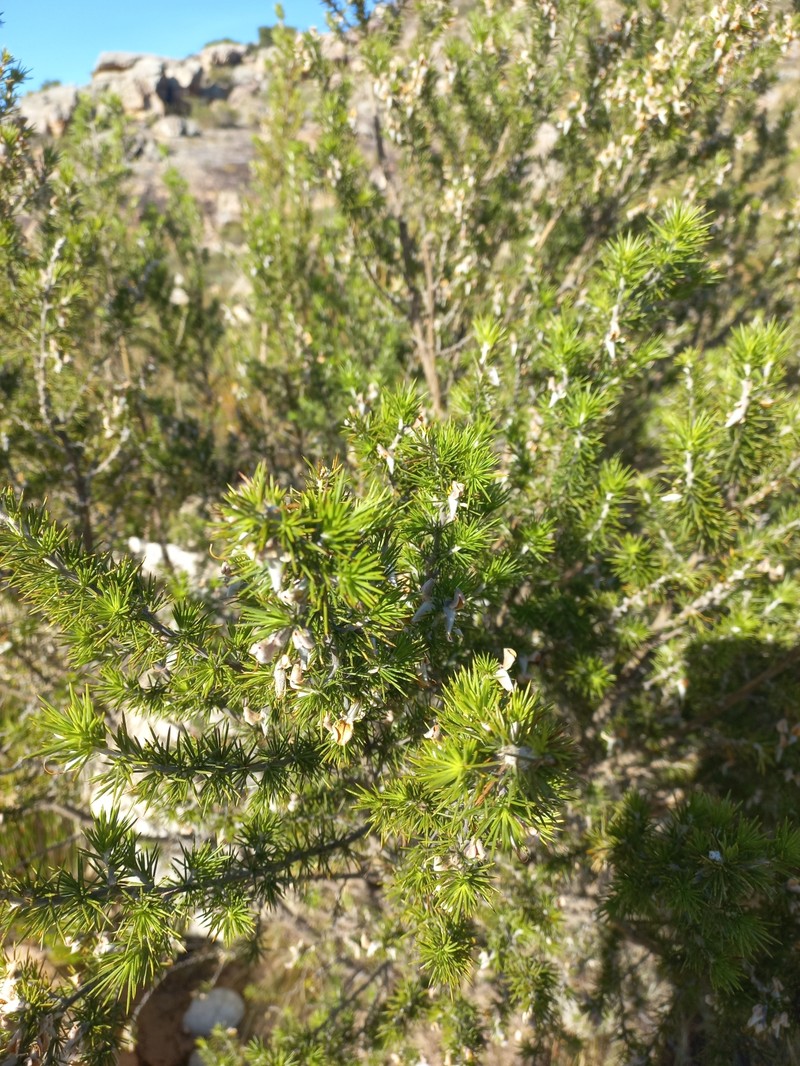 Aspalathus hirta subsp. hirta photo 2
