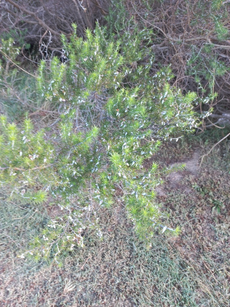 Aspalathus hirta subsp. hirta photo 3