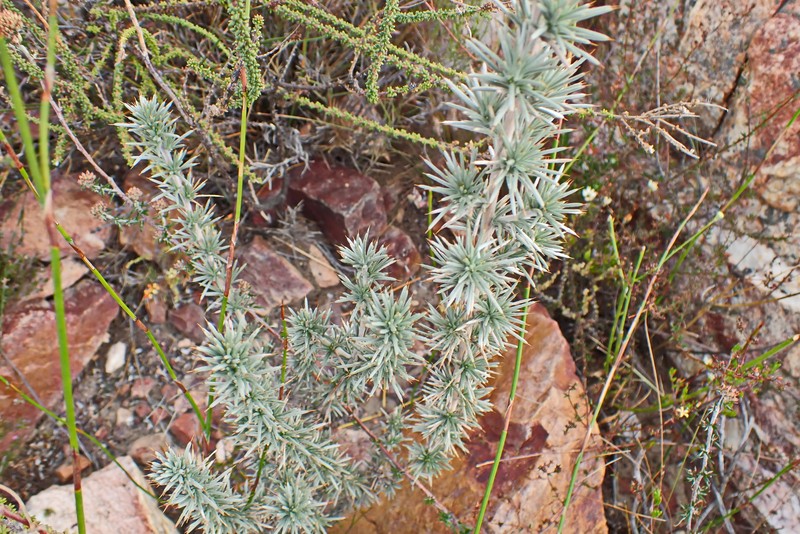Aspalathus hirta subsp. hirta photo 4