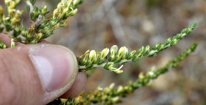 Aspalathus hispida photo 2