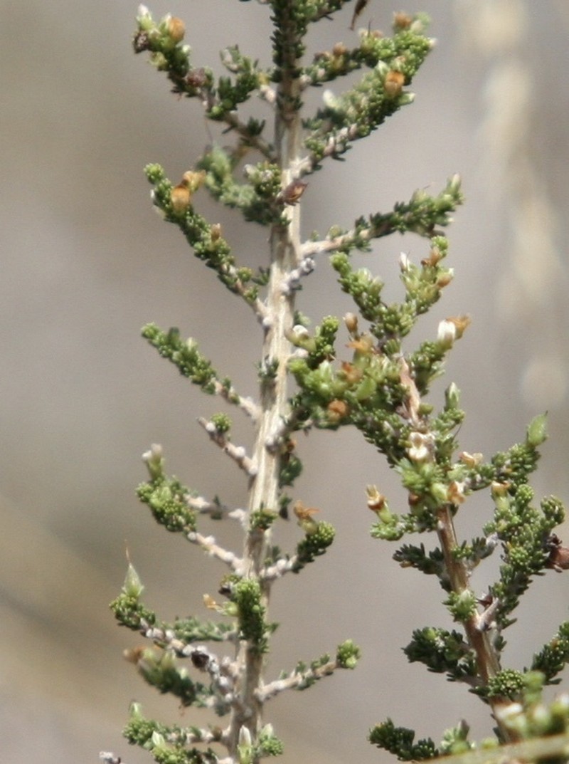 Aspalathus hispida photo 3