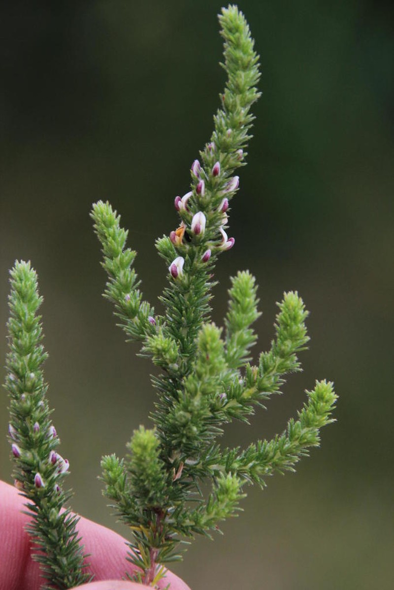 Aspalathus hispida photo 4