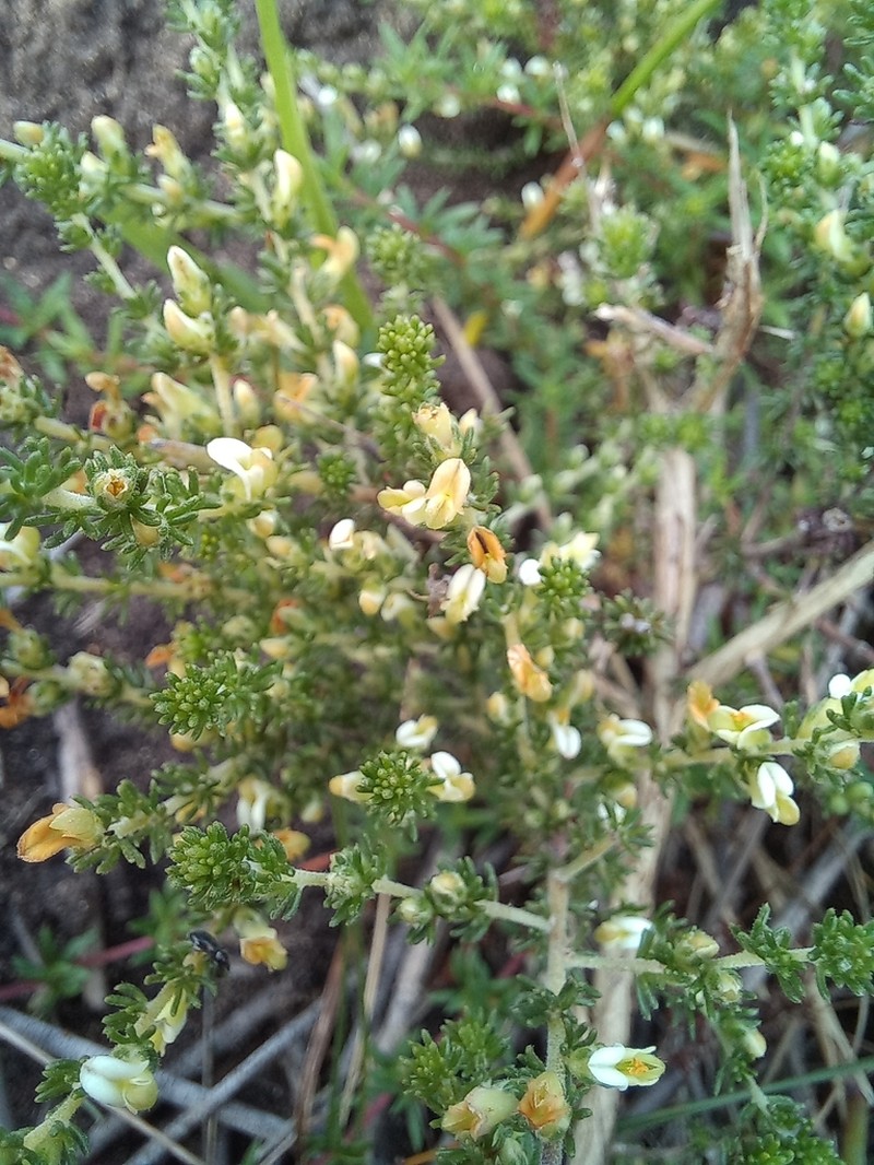 Aspalathus hispida photo 5