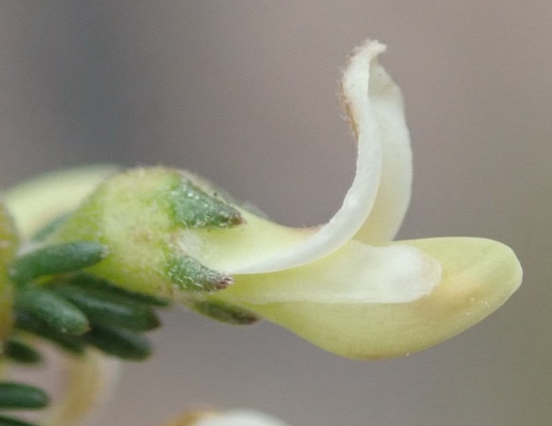 Aspalathus hispida photo 6