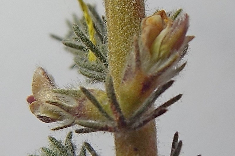 Aspalathus hispida photo 7