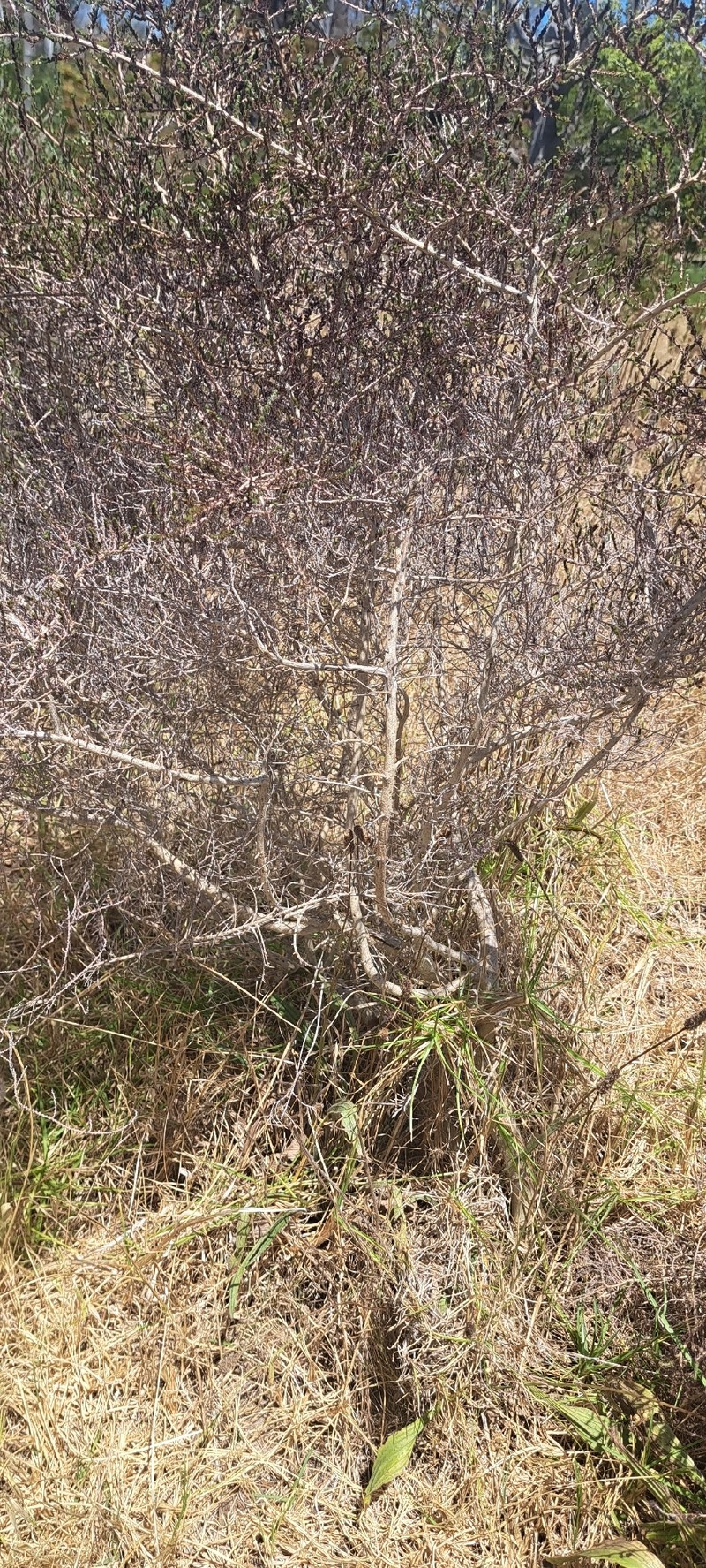 Aspalathus hispida subsp. hispida
