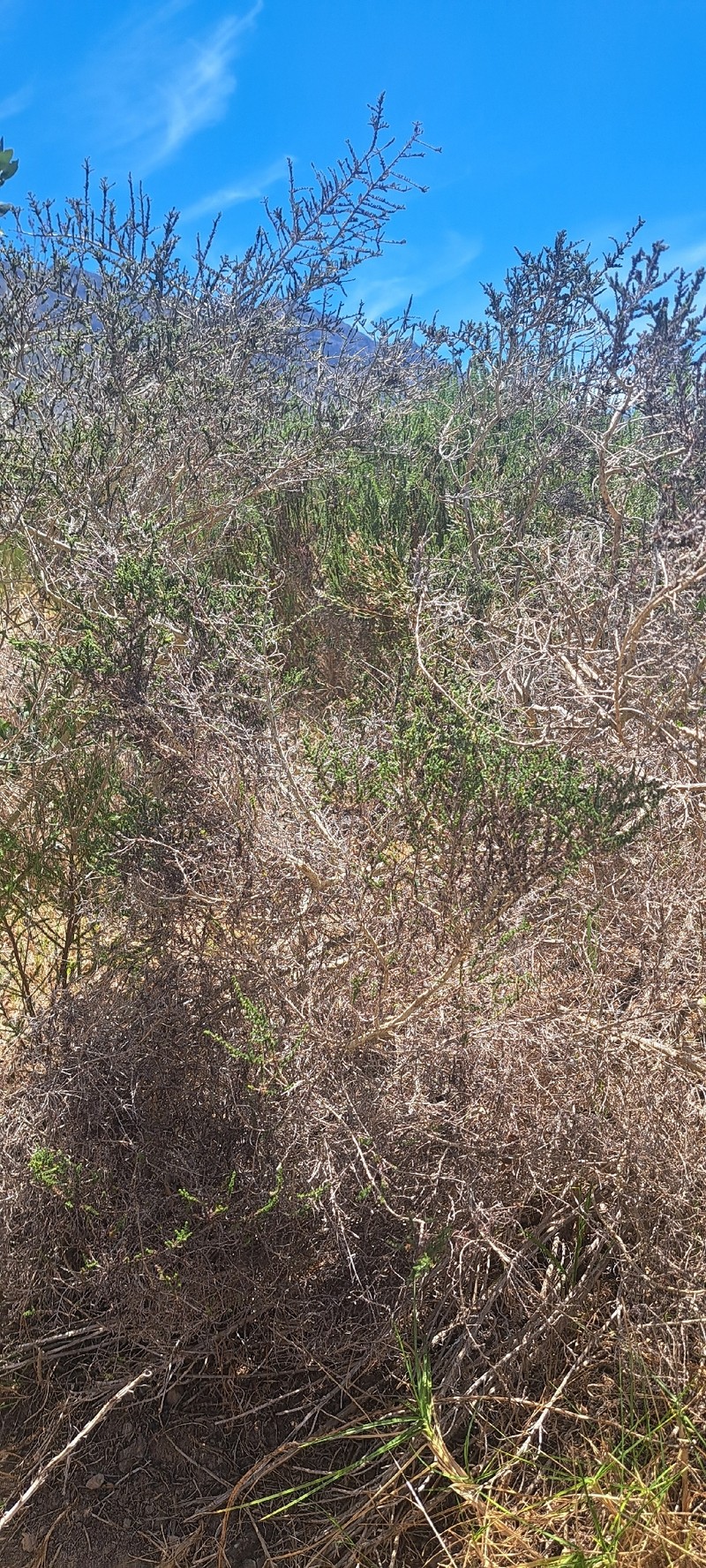 Aspalathus hispida subsp. hispida photo 2