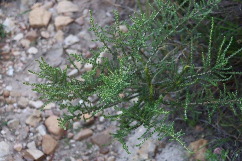 Aspalathus hispida subsp. hispida photo 3