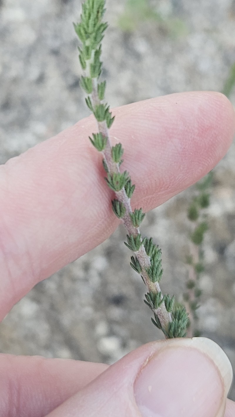 Aspalathus hispida subsp. hispida photo 4