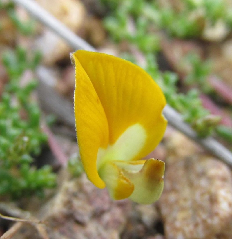 Aspalathus horizontalis photo 2