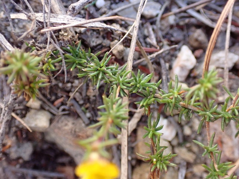 Aspalathus hypnoides