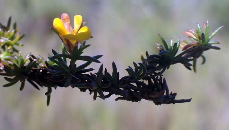 Aspalathus hypnoides photo 2