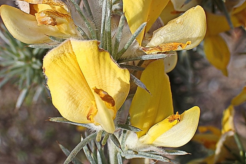 Aspalathus hystrix photo 2