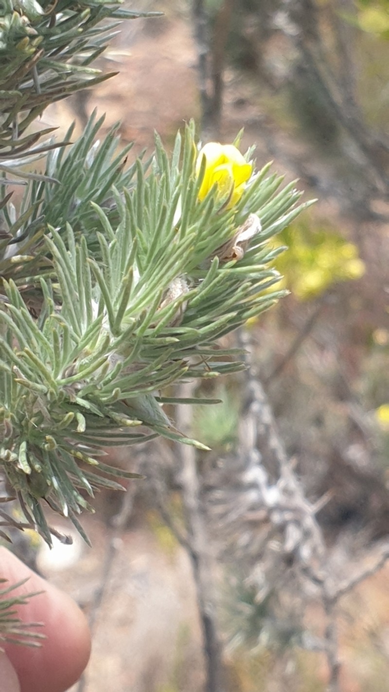 Aspalathus hystrix photo 4