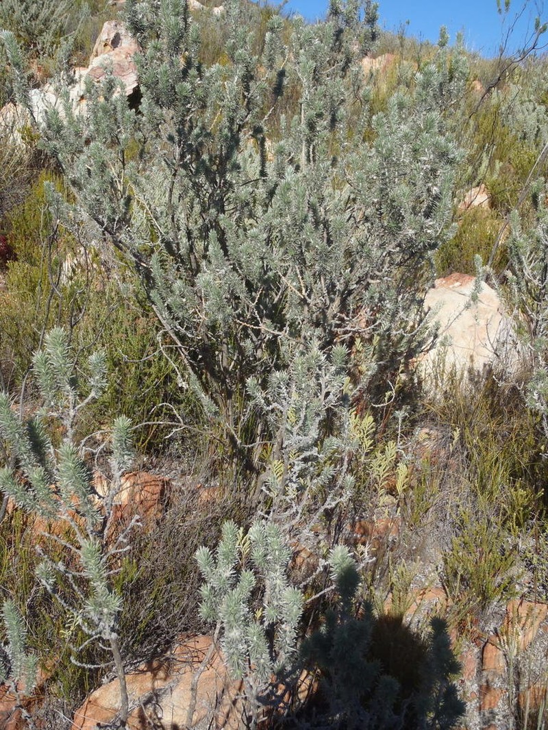 Aspalathus hystrix photo 5