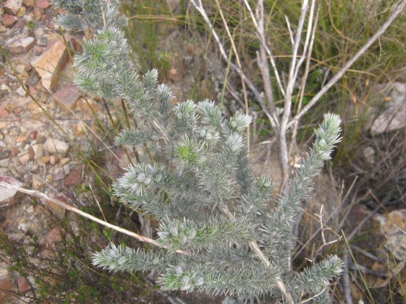 Aspalathus hystrix photo 7