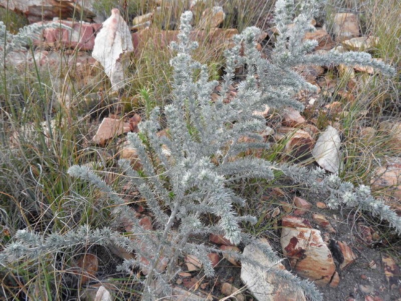 Aspalathus hystrix photo 8