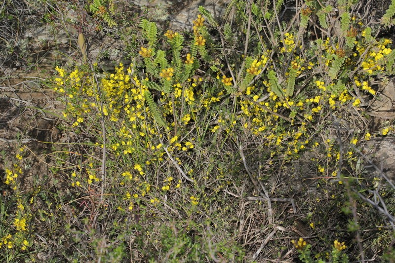 Aspalathus incomta