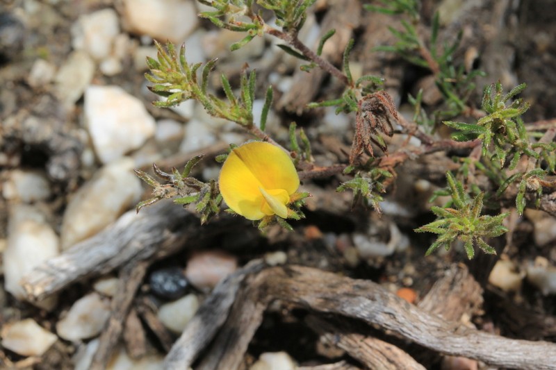 Aspalathus incomta photo 3