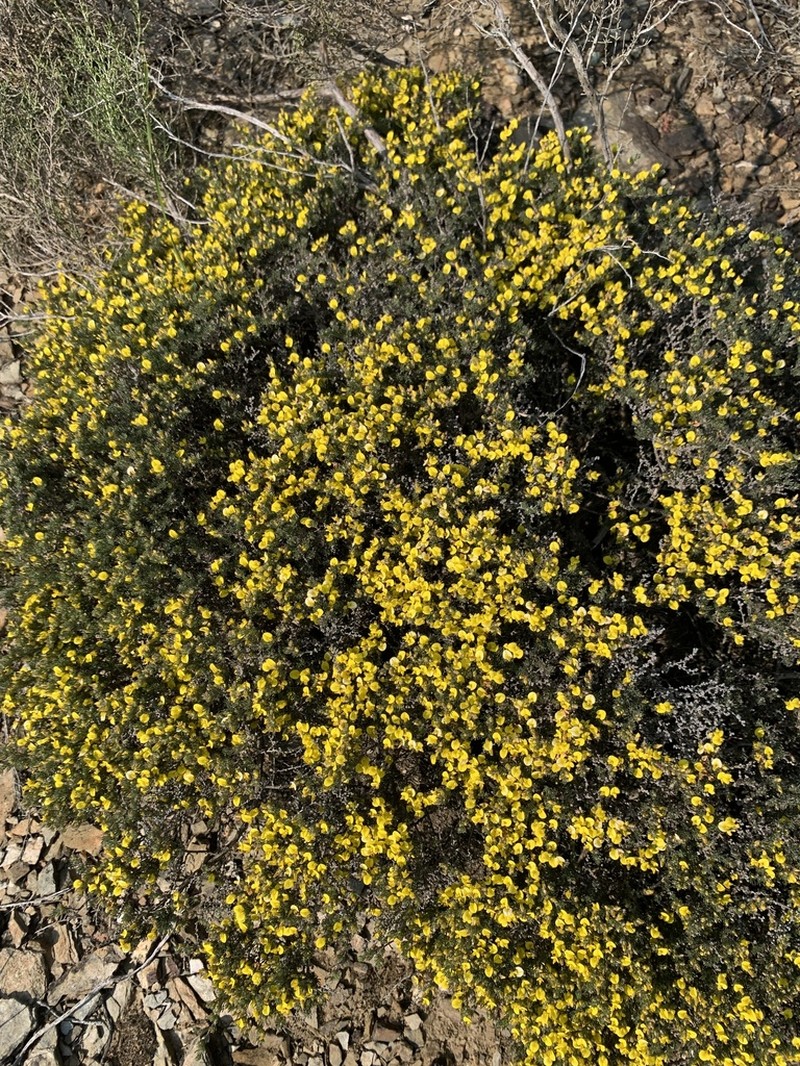 Aspalathus incomta photo 6