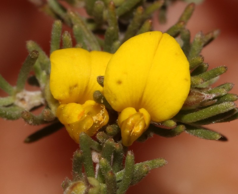 Aspalathus incomta photo 7
